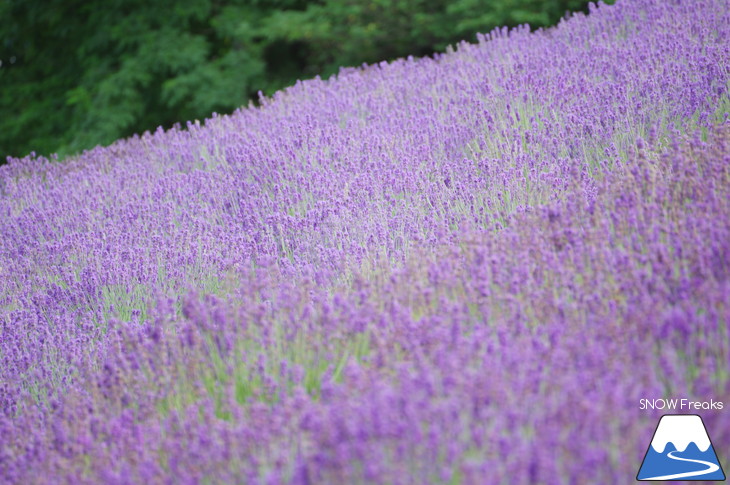 カメラを片手に夏の中富良野～上富良野・ラベンダー花畑巡り☆